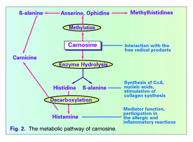 Effect of L-Carnosine on Children with ADHD