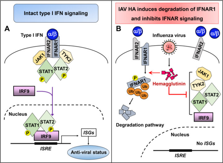 Interferon‑α/β–Receptor‑2 Deficiency Leading to Multiple Infections,  Hemophagocytic Lymphohistiocytosis, and Fatal Encephalopathy  after MMR Vaccination