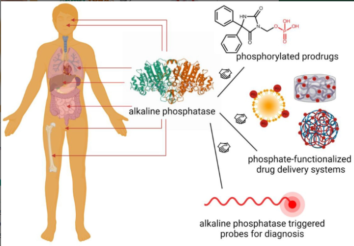 Early Diagnosis of Ongoing Metabolic Bone Disease of Prematurity with Elevated Serum Alkaline Phosphatase